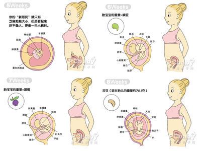 【2月胎儿发育】2月胎儿发育标准、发育指标_怀孕2月胎儿发育状况_亲子百科_太平洋亲子网