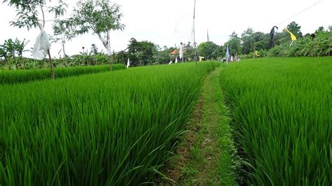 JERO 1B HOTEL (Bali/Seminyak) - Hotel Reviews & Photos - Tripadvisor