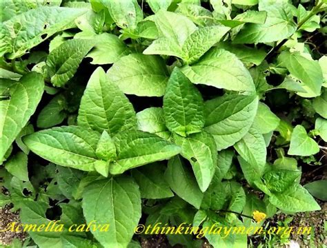 Medicinal Plant Details