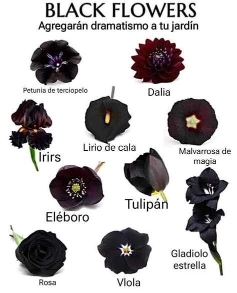 Pin by Jillian Carter on Goth Garden | Flower garden, Gothic flowers ...