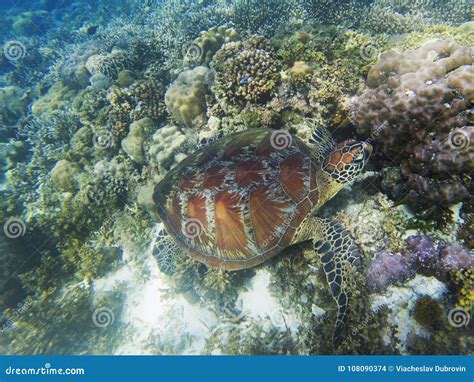 Sea Turtle Eats Seaweed. Coral Reef Animal Underwater Photo. Marine ...