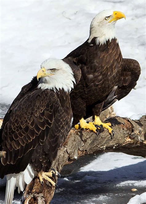 What Birds Mate for Life? 8 Birds to Make You Believe in True Love ...