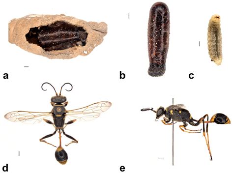 Nest Ecology and Prey Preference of the Mud Dauber Wasp Sceliphron ...