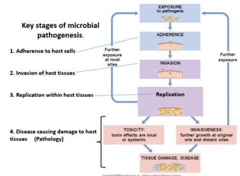 Image result for Mechanism of Microbial Pathogenicity