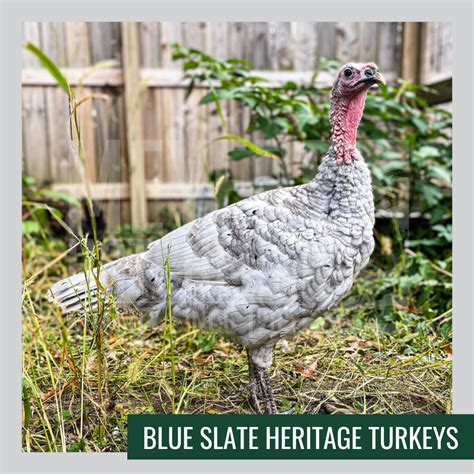 All About Turkeys | Meyer Hatchery Blog