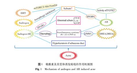 Autoadrogynephilia 的图像结果