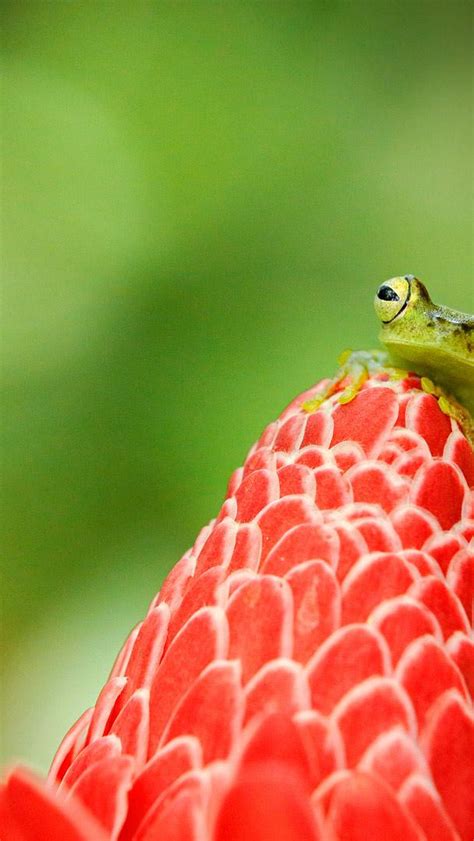 Bing Frog Wallpaper 的图像结果