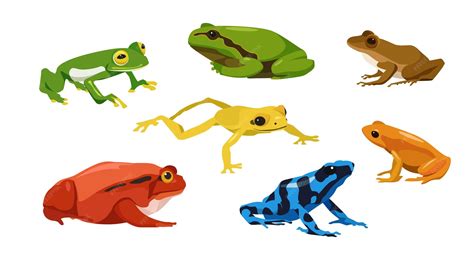 Premium Vector | Set of frogs in cartoon style Vector illustration of reptiles isolated on white ...
