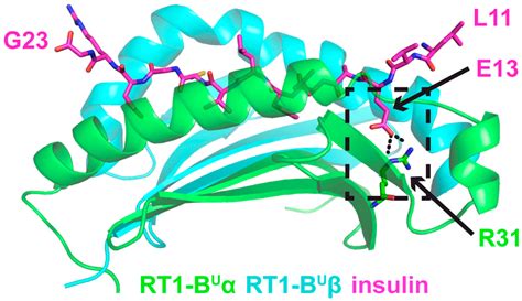 T Cell Receptor Genotype and Ubash3a Determine Susceptibility to Rat ...
