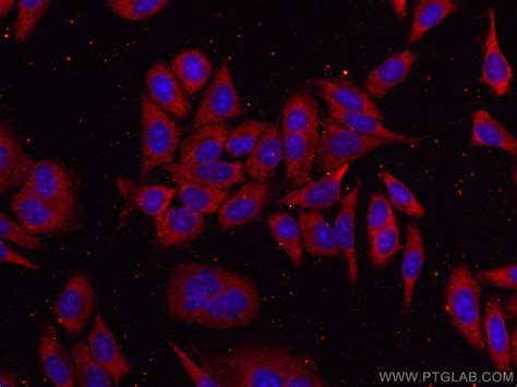 GAPDH (Human Specific) antibody (CL594-80570) | Proteintech