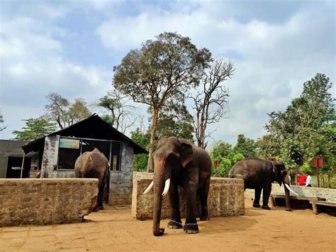 Dubare Elephant Camp - Coorg Tour Package - Explore Tour Packages ...