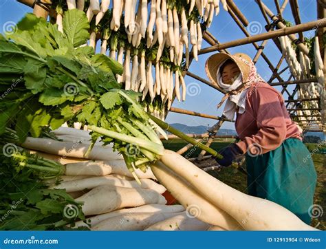 Japanese Daikon Radish Days To Harvest at Timothy Stump blog
