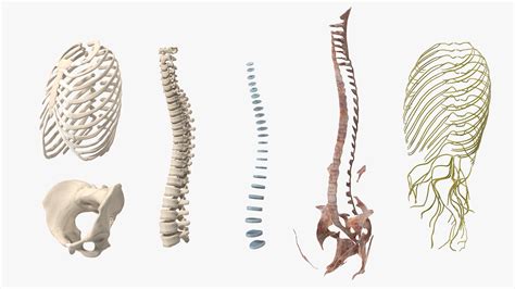 3D model Female Spine Anatomy | 3D Molier International