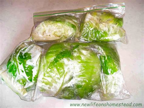 Can Raw Green Cabbage Be Frozen at Jill Ford blog