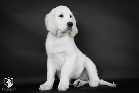 10 Things You Need to Know Before Getting a White Golden Retriever ...