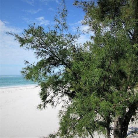 COQUINA BEACH (2025) All You Need to Know BEFORE You Go (with Photos ...