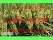 杂交水稻制种的基本原理及主要技术措施ppt课件 - 豆丁网
