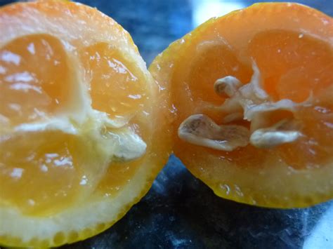 Image result for Tangerine Computer Systems