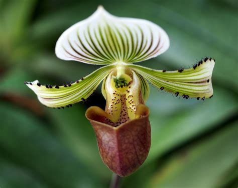 What Is A Lady Slipper Orchid at Alex Rodney blog