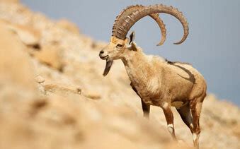 Image result for Ibex Module Video Live