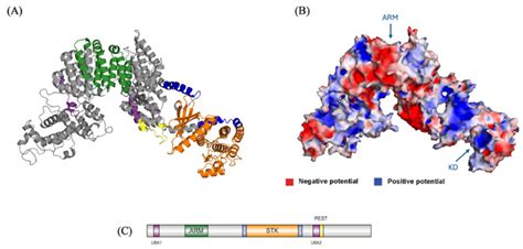 An In Silico Investigation of Human NEK10 Reveals Novel Domain ...