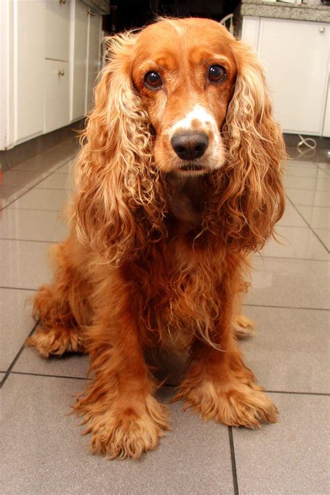 Cocker Spaniel Dog Breed » Information, Pictures, & More