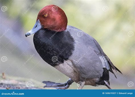 Red Headed Duck Sits on the Ground Stock Image - Image of marsh, wading ...
