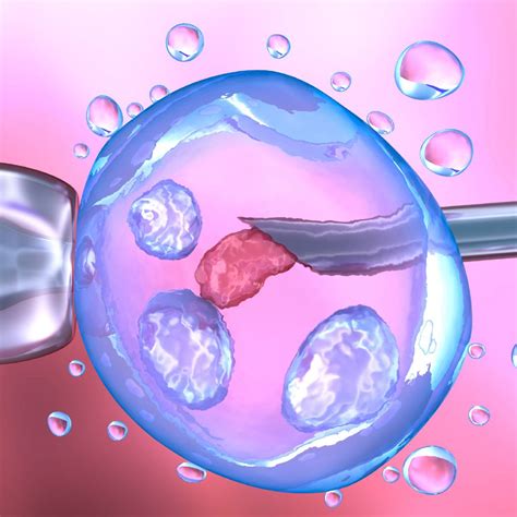 Image result for Reproduction for Human