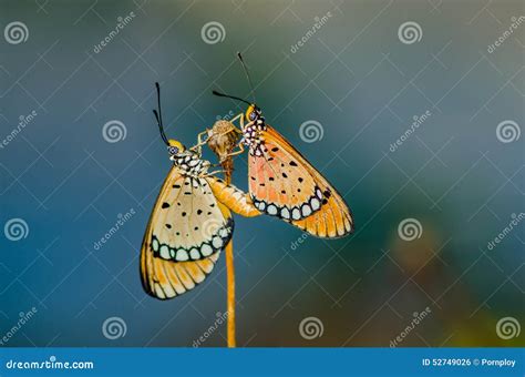 Butterflies mating stock photo. Image of female, pair - 52749026