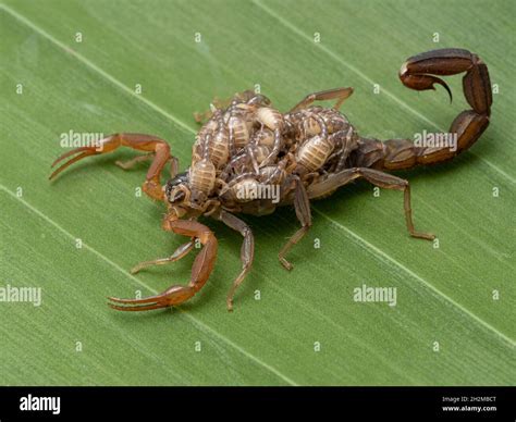 Scorpions mating hi-res stock photography and images - Alamy