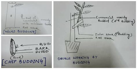 Image result for Methods of Budding