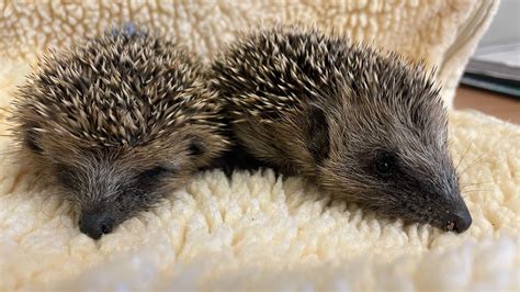 Leicestershire wildlife fans urged to look out for baby hedgehogs - BBC ...