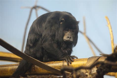 Black Howler Monkey - Zoo Guide