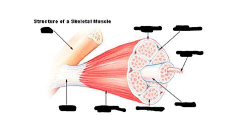 Muscle cell structure Diagram | Quizlet