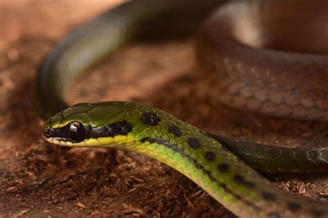 Photos Show A Treasure Trove Of Species Discovered In A Misty Cloud ...