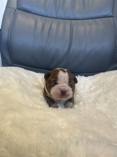 Boston Terrier Puppies For Sale | $1,500 | Spanish Fork, UT #641289