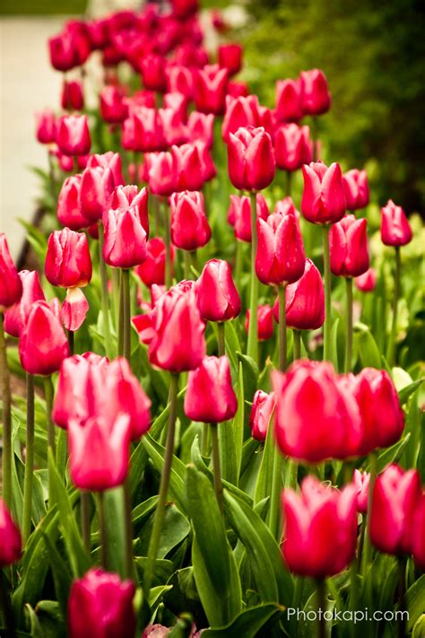 Thanksgiving Point Tulip Festival 2014 – Photokapi.com