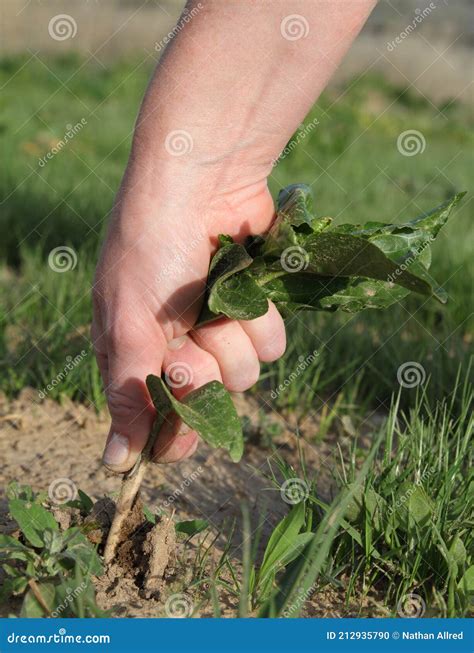 Person`s Hand Pulling a Large Weed Stock Photo - Image of female ...