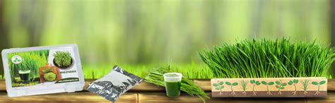 ONLY FOR ORGANIC OFO ! Hybrid Wheat Grass Seeds : 1000 Seeds. : Amazon ...