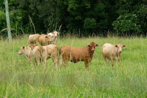 Herd of Cow on Green Grass Field · Free Stock Photo