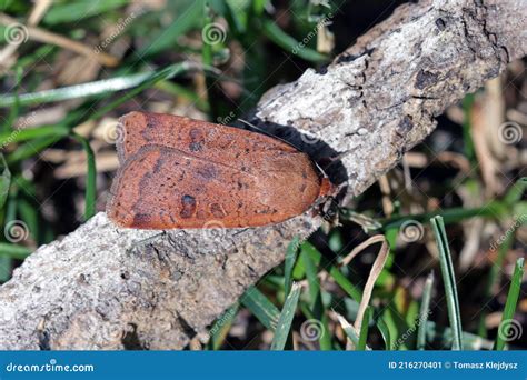 Moth of the Family Noctuidae Owlet Moths, Ermyworm. Caterpilars of it ...
