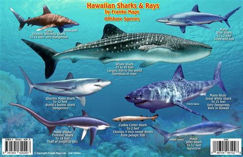 Hawaiian Sharks & Rays Guide Franko Maps Hawaii Waterproof Fish Card ...