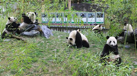 Where To See Panda In Chengdu
