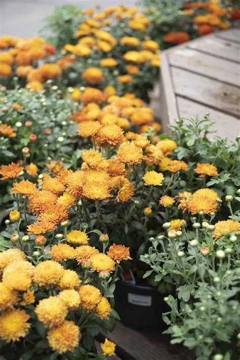 Mums Are Perennials at Eugene Mash blog