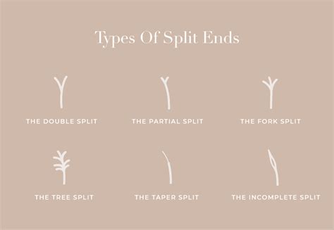 Image result for Split-Ends Explained