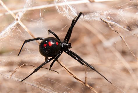 How do black widow spiders spin such strong silk? - Earth.com