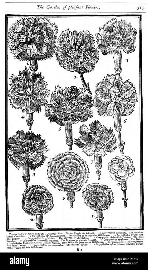Gilliflower woodcut from John Parkinson’s Paradisi in Sole (1629)