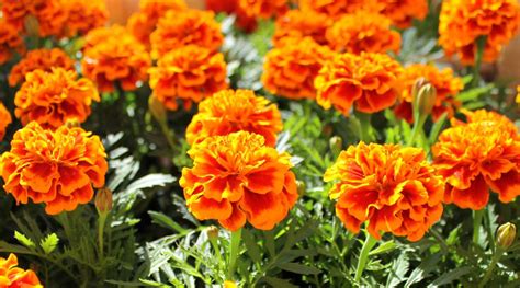 Kadiyam Marigold / Tagetes erecta Plants — Kadiyam Rajasri Nursery Exports