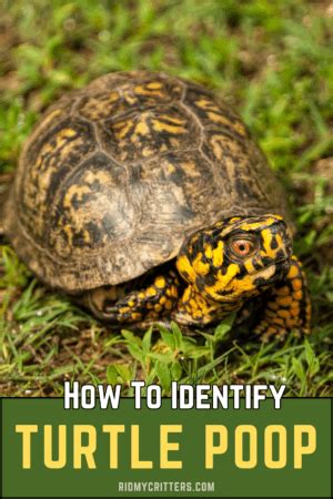 Image result for Gopher Turtle Poop