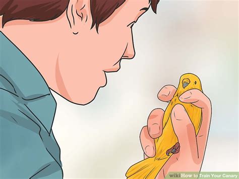 Image result for Canary Training Tips